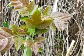 “盐肤木”根花叶果不仅有药用价值,还是蜜源植物，看完涨知识视频封面