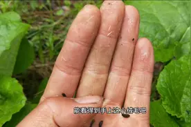 小陈进山採野菜，路上碰到几堆牛蒡，土名字大力籽，该怎么认呢视频封面