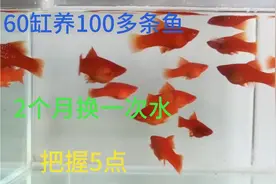 60缸养100多条鱼，俩个月换一次水，把握5点，你也可以这么养鱼视频封面