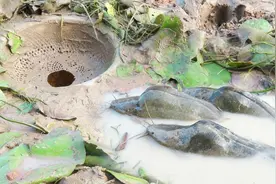 柬埔寨乡村抓鱼就是这么简单，做个陷阱放些诱饵，坐等收货！视频封面