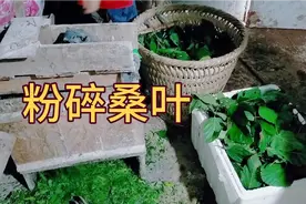 四川南充：把桑叶粉碎了发酵用来喂鸡，看看到底对鸡有哪些好处？