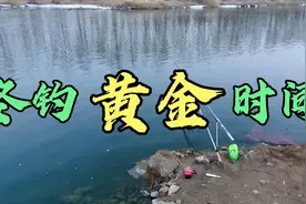 冬钓的黄金时间段不可错过，否则钓到也不多！视频封面