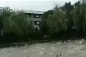 集体跃“龙门”！德州一景区内鱼群或受刺激 跳出水面40余公分视频封面