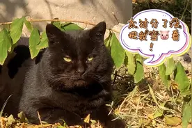 都问我这猫为何这么胖，肥猫是这样养成的。