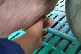 母猪临产都有那些征兆呢  经验告诉了我  这个方法才靠谱