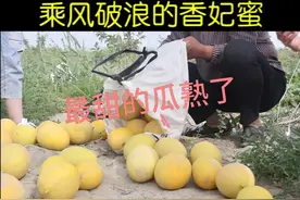 吃瓜群众福利来了――新疆哈密瓜中的极品香妃蜜瓜熟了视频封面