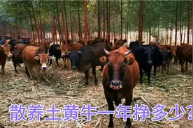 散养闪电黄牛，一年能挣多少，散养比较好还是圈养比较好？视频封面