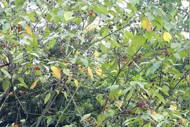 好多土画眉吃构树果子，白颊噪鹛俗称土画眉，成群结队的