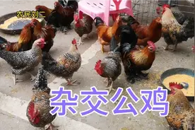 杂交新品种公鸡，外观美丽漂亮，价格也不同一起来看看