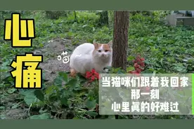 【我和流浪猫】当我再次打开门 那一刻心都碎了