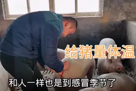冬季猪病多，没技术真不行，小伙教大家给猪量体温，降温最快方法视频封面
