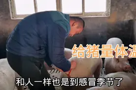 冬季猪病多，没技术真不行，小伙教大家给猪量体温，降温最快方法