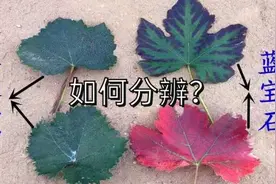 蓝宝石葡萄苗，怎么根据叶片，分辨真假？果实具有独特的特点视频封面