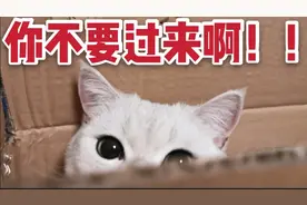 挑战亲猫咪100下，猫咪会有什么反应？网友：猫的反应让她糗大了