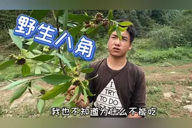 山里的野生八角很多，不能吃，却可以卖视频封面