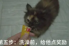 怎么给幼猫洗澡，记住这几个步骤，自己也可以在家里洗！视频封面