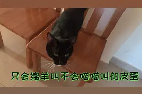 养了一只只会绵羊叫的黑猫警长，你倒是正常的给我喵喵叫几声视频封面
