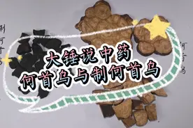 大锤说中药-何首乌与制何首乌