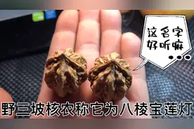野三坡核农称呼，这种野生灯笼核桃为八棱宝莲灯，好好听的吆视频封面
