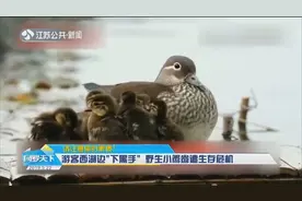 杭州西湖野生鸳鸯遭黑手，小鸳鸯出生不到20天，被抓后又被丢回视频封面