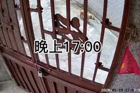 全网找不出第二条这样的狗！到点喊主人回家吃饭！！！！！！视频封面