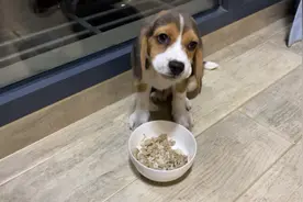 家里来了新的成员 史努比（比格犬）长相萌化你的心视频封面