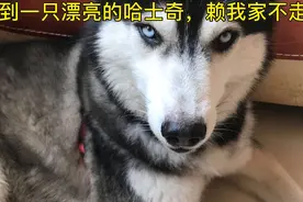 家里突然跑来一只哈士奇，赖着不走，家里来狗有啥兆头，求解答。