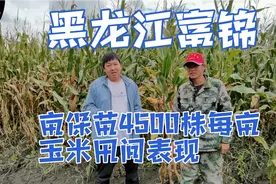 黑龙江富锦玉米品种，亩保苗4500株，成苗率可达9成半，脱水快。视频封面