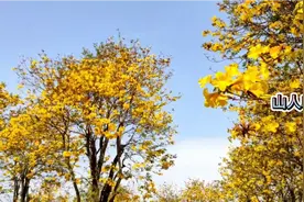 黄花风铃木，真的太美了，忍不住又去拍摄了一次视频封面