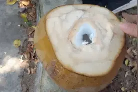 椰子还可以这么吃，海南姑娘教你如何吃椰子，要不白吃了