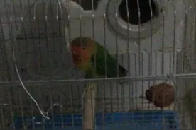 哪些鸟可以合法饲养视频封面