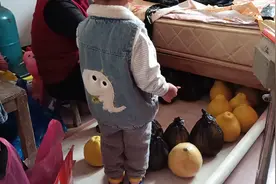 老妈怕沙田柚放坏了，用塑料袋套起来，仔仔居然想把沙田柚当凳子