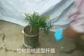 松树剪枝定型扦插视频封面