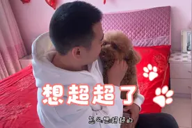泰迪狗想主人了，它居然这样表达，真是太可爱了视频封面