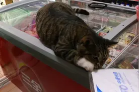 异常勇猛的狸花猫，又肥又壮视频封面