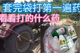 套袋结束，今天来给果树打第一遍药，打的什么清园药，快看看视频封面