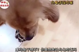 主人让金毛吃饭，金毛却叼来乌龟和龟粮，要先给乌龟吃，好有爱心