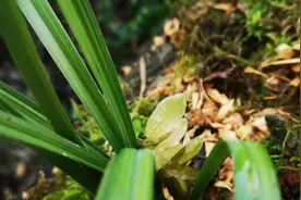 树根种兰草视频封面