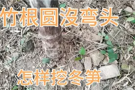 挖冬笋竹根圆没弯头怎样挖？今天教大家一种方法视频封面