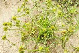 水蜈蚣，珍贵草药，价值极高！能治多种疾病，给家人收藏！视频封面