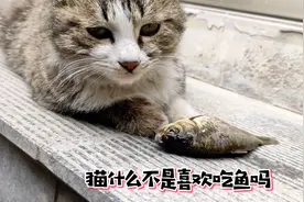 济宁小伙去河里抓鱼，带回家给猫咪吃，竟然不吃，看怎么回事？视频封面