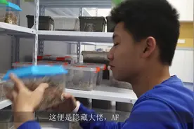 造访虫圈隐藏大佬——AF