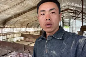 修理大棚猪圈，大棚养猪有什么好处，听听张伟怎么说的？视频封面