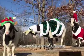 为什么很多动物会突然全身僵硬，一动不动？视频封面