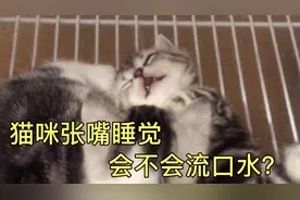 猫咪张嘴睡觉会不会流口水？