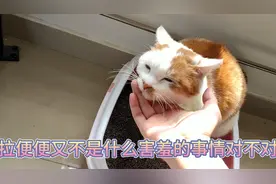 15斤橘猫肥咪便便被主人强势围观。并努撤不雅行为。肥咪改没？？