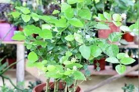 茉莉花僵苗不生长？2种解决方案，苗旺又壮，花开满枝丫视频封面