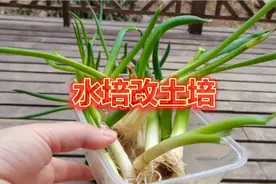 土培葱和水养葱哪种方法长势好？阿莉为什么要把水培改成土培葱