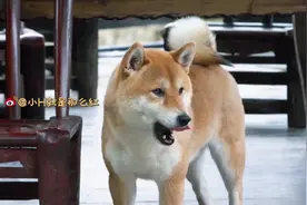 向往的生活：小H也太皮了！追赶小鸭子这样不太好哦！视频封面