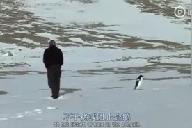 离群企鹅选择自杀，独自走向群山孤独的身影看到最后泪目视频封面